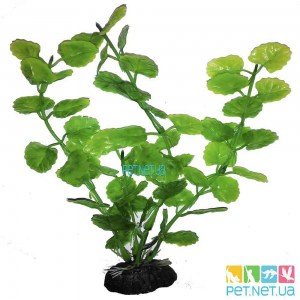 Aquarium plants - 1019